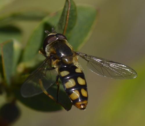 Réf. 292 828 : Eupeodes luniger